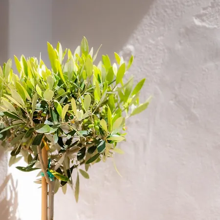 Apartamento Nesto Living Naxos City